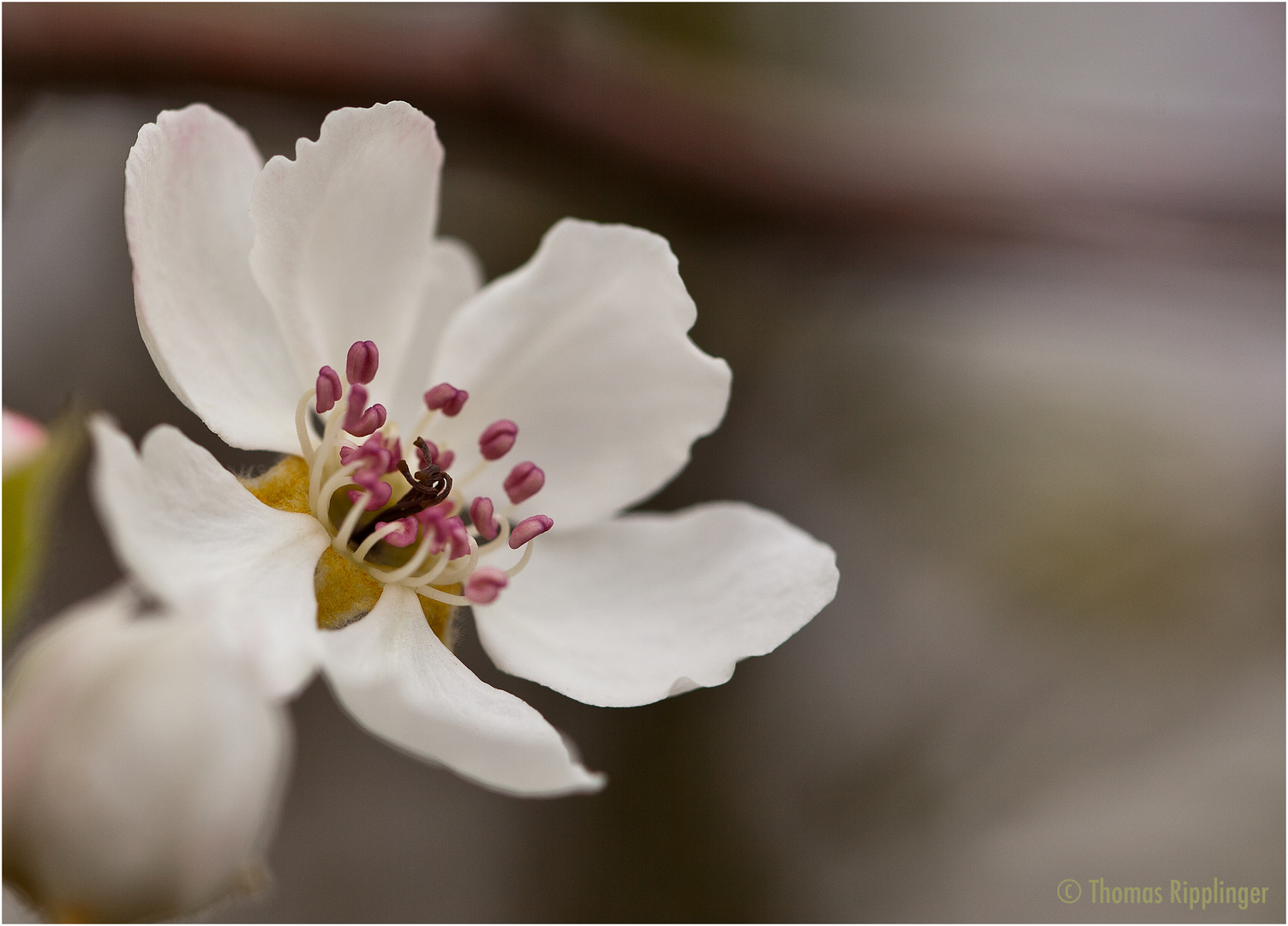 Birnenblüte.....