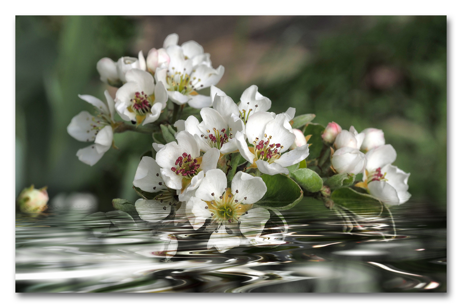 Birnenblüte (Flood)