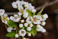 Birnenblüte  -  flor de la pera