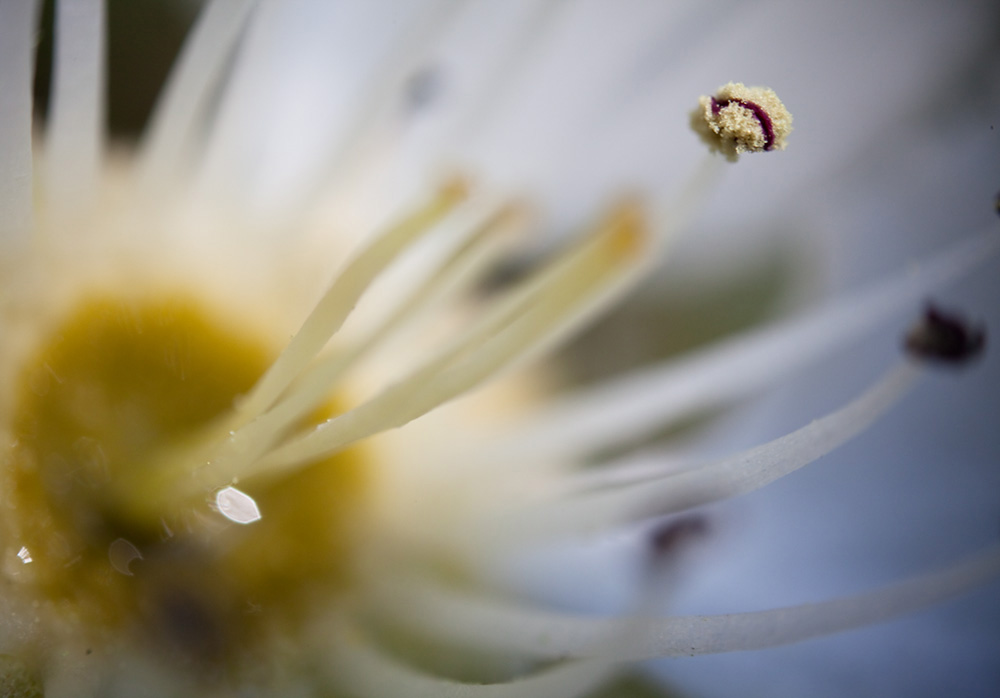 ... Birnenblüte ganz nah ...