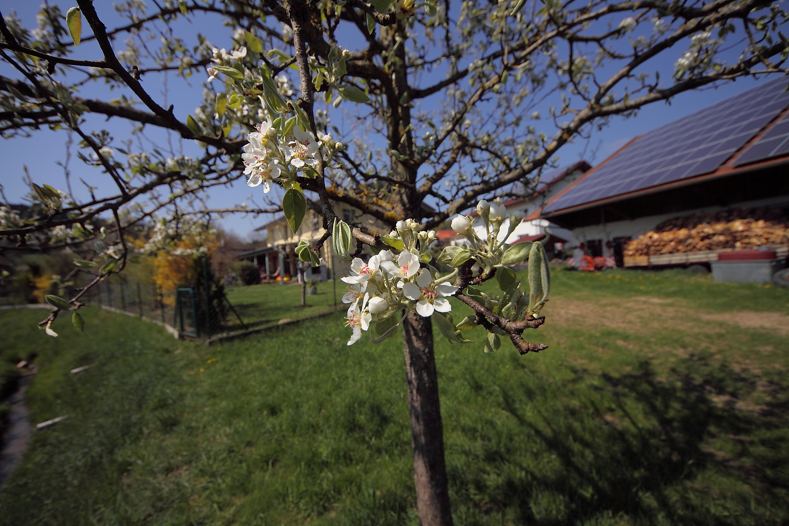 Birnenblüte im Weitwinkel