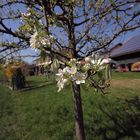 Birnenblüte im Weitwinkel