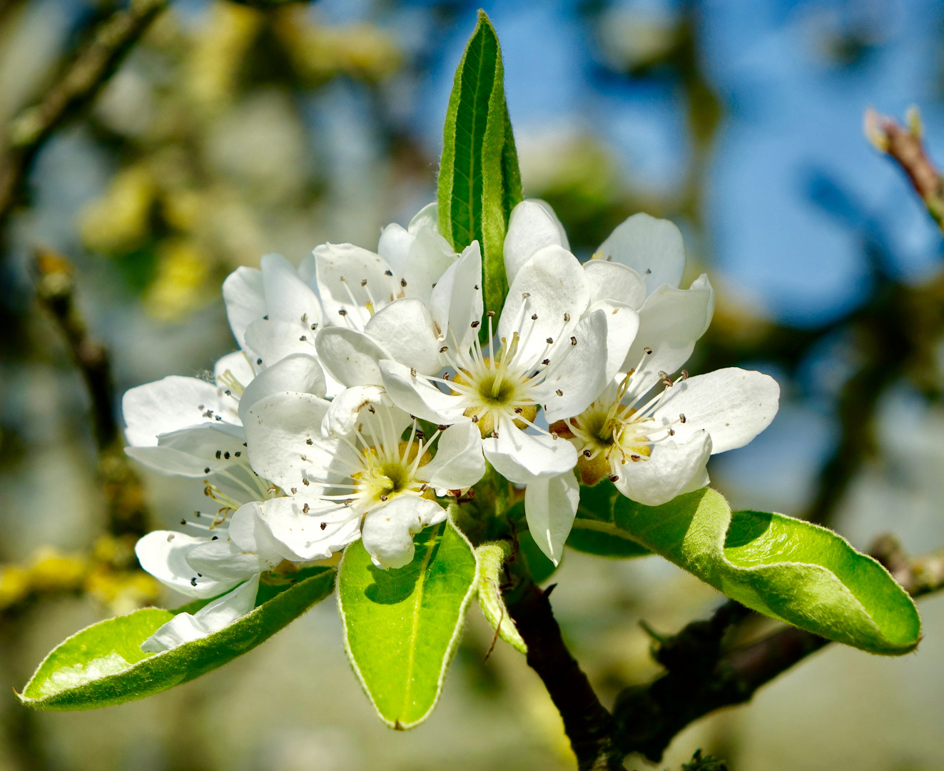 Birnenblüte in Fülle