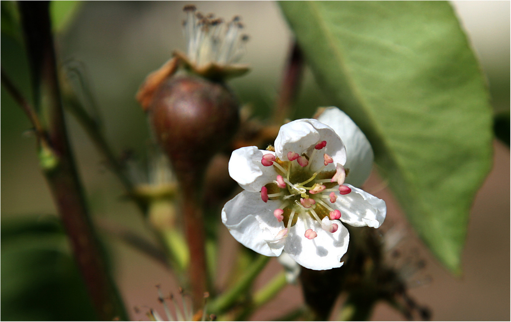 BIRNENBLÜTE IN STEYRN