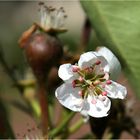 BIRNENBLÜTE IN STEYRN