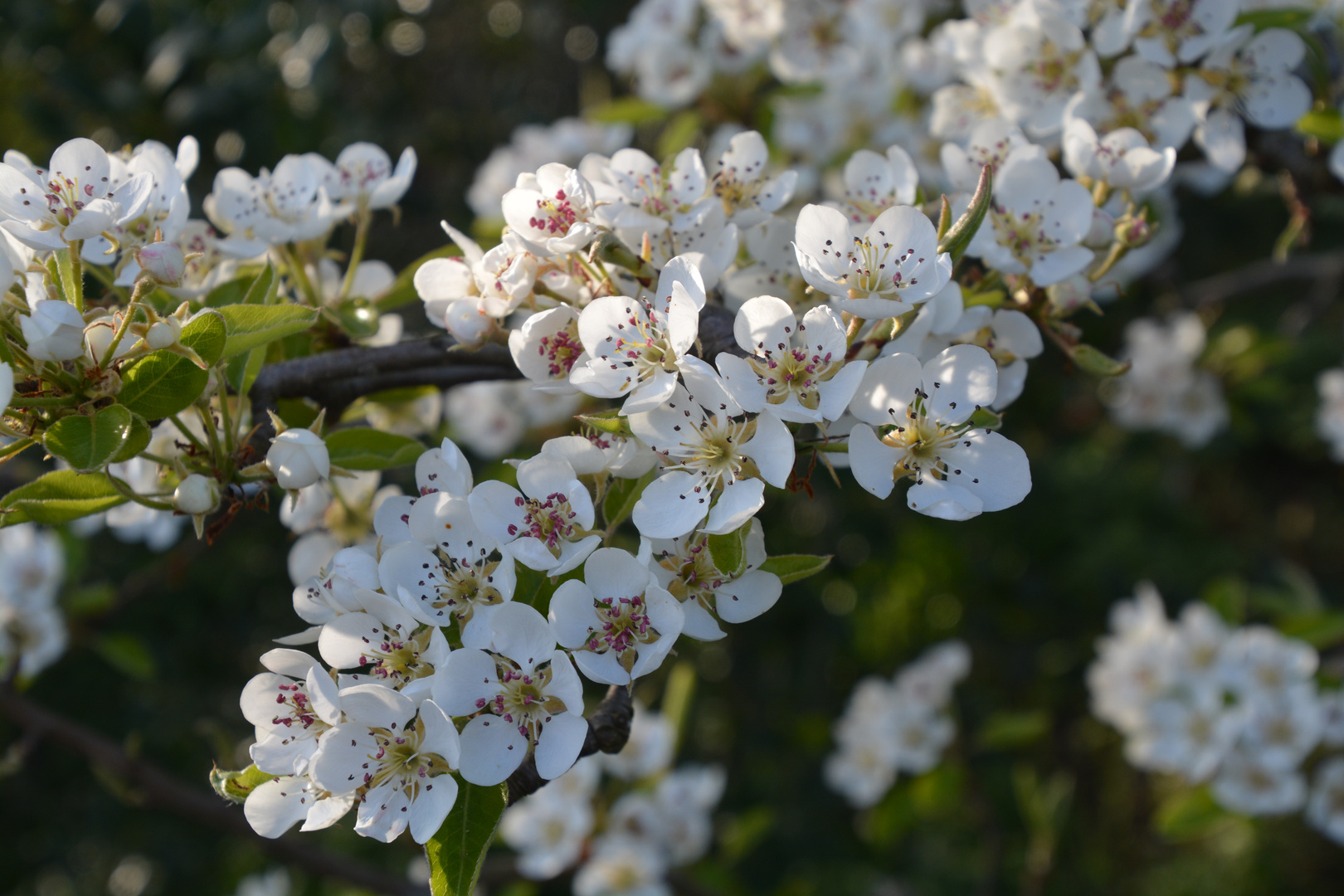 Birnenblüte in voller Pracht