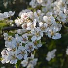 Birnenblüte in voller Pracht