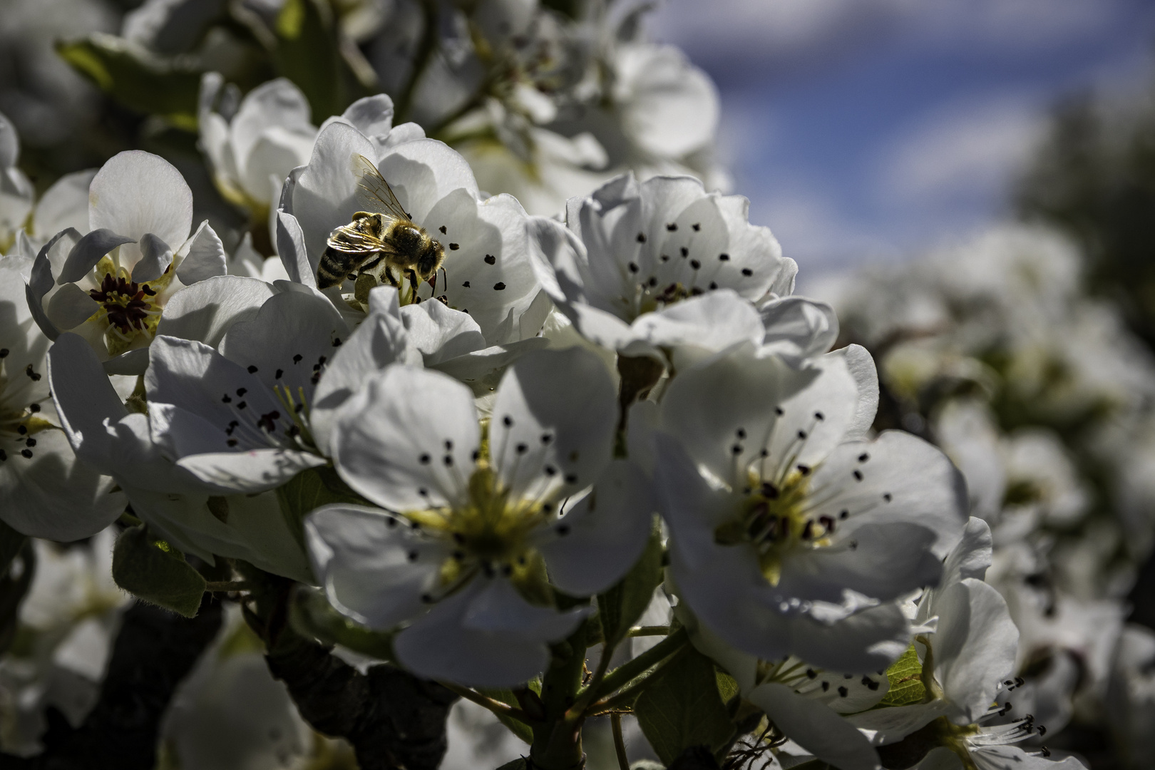 Birnenblüte mit Besucher