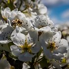 Birnenblüte mit Besucher