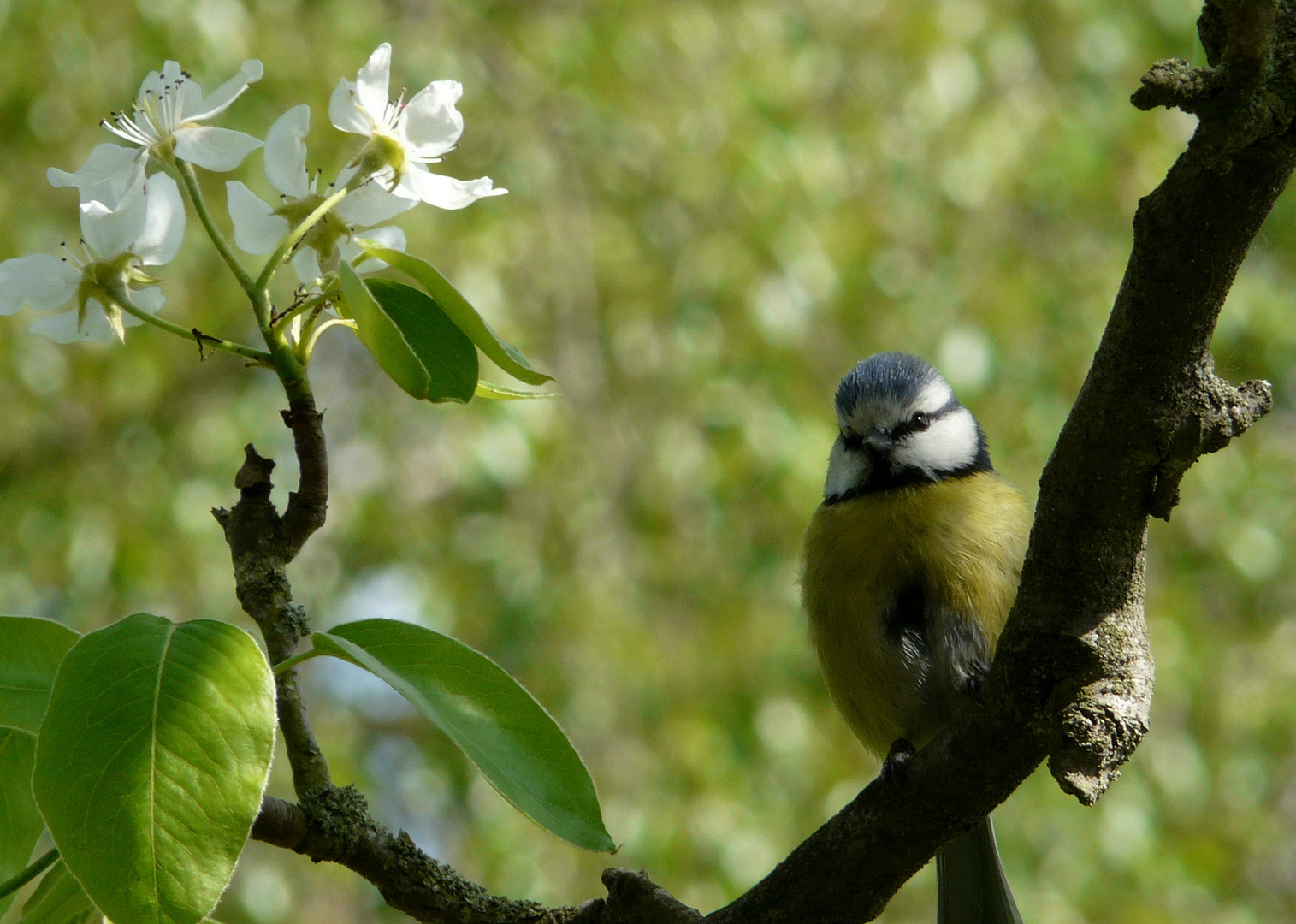 Birnenblüte mit Meise