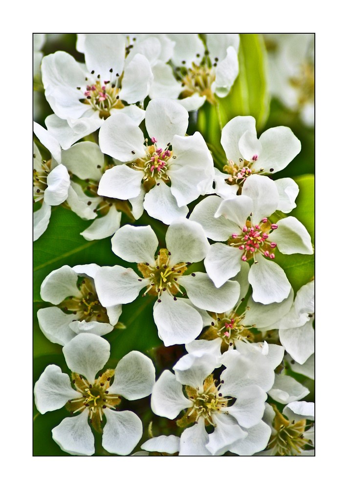 Birnenblüten