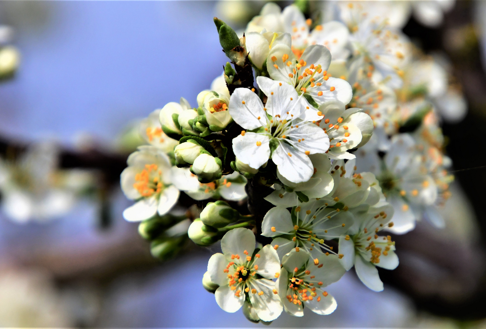 Birnenblüten