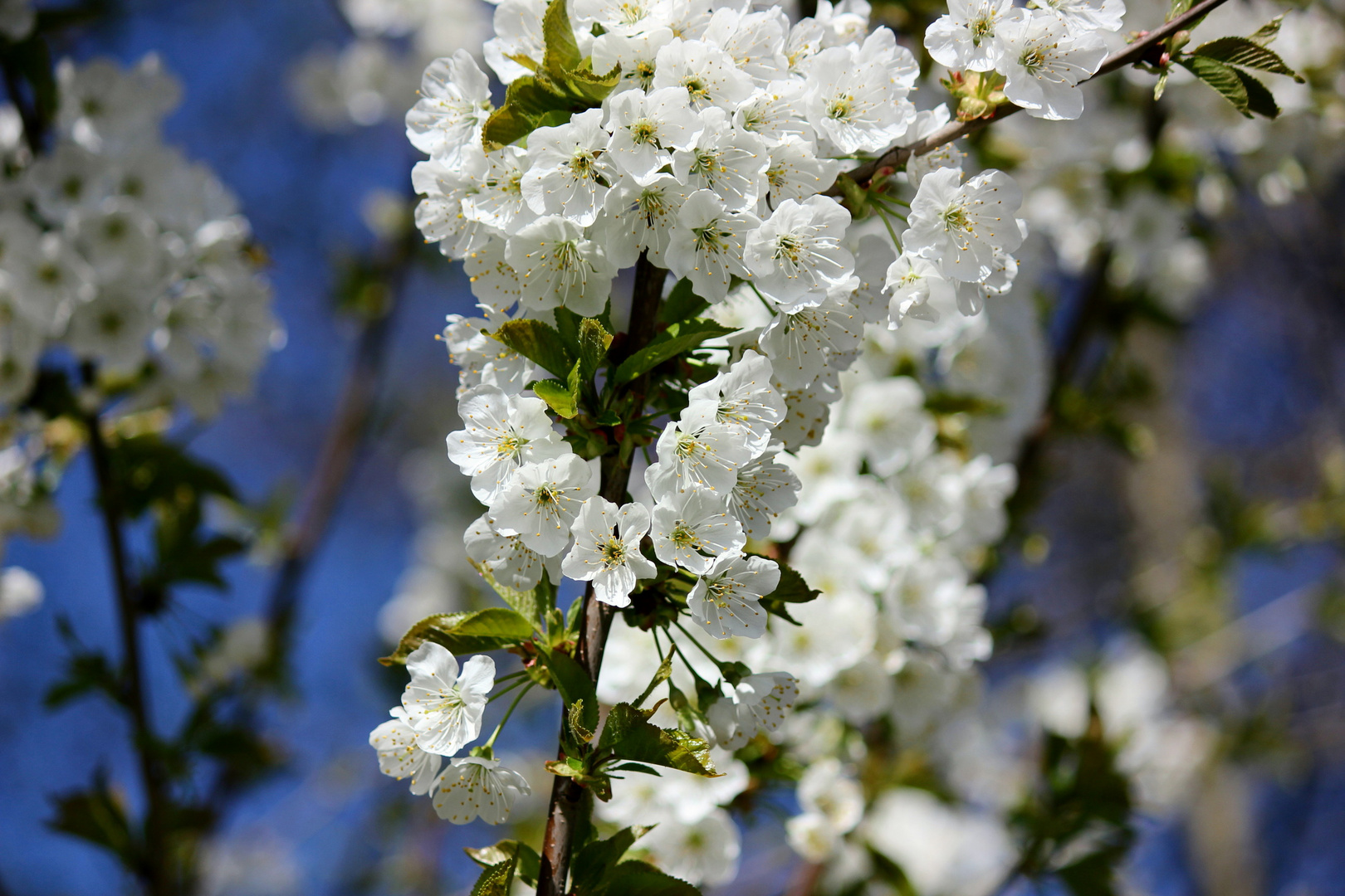 Birnenblüten