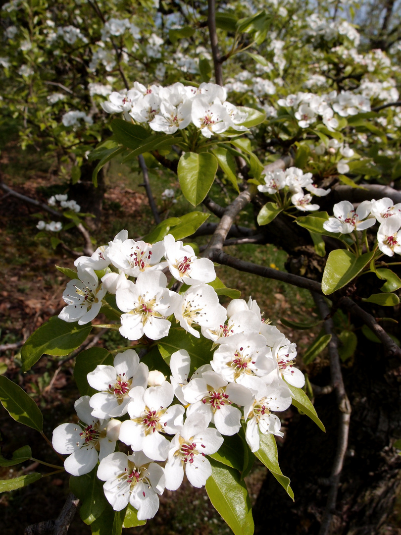 Birnenblüten