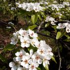 Birnenblüten