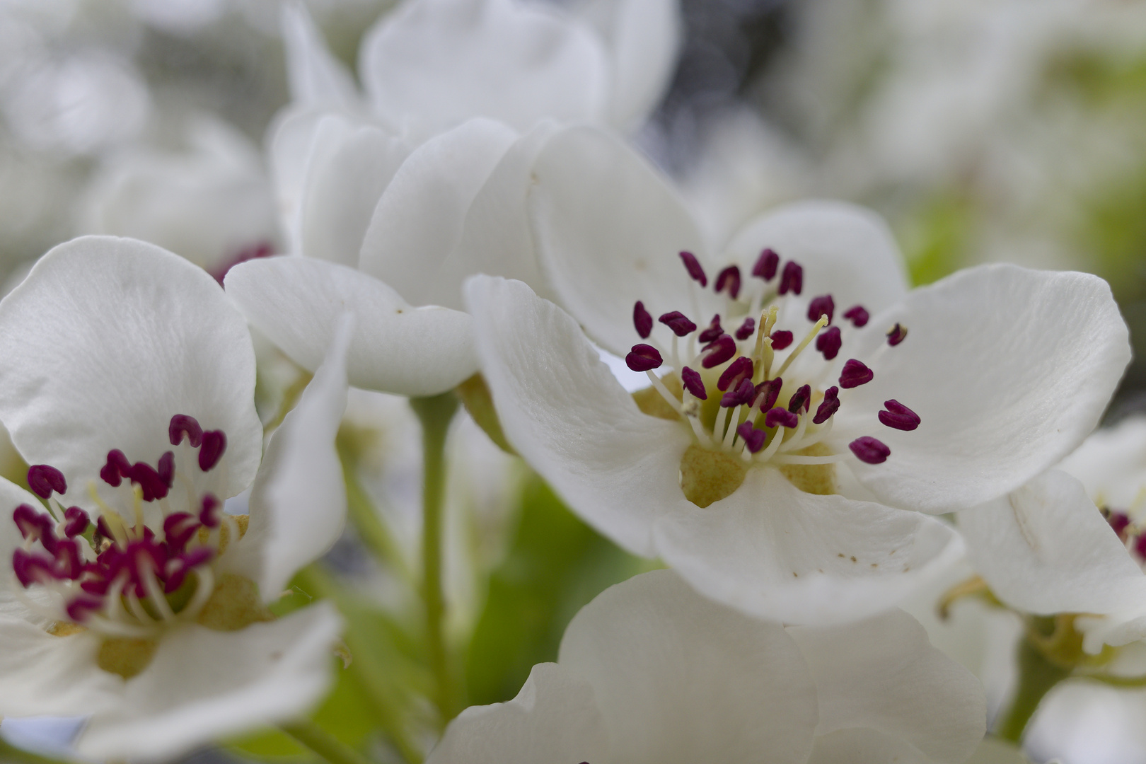 Birnenblüten (2)