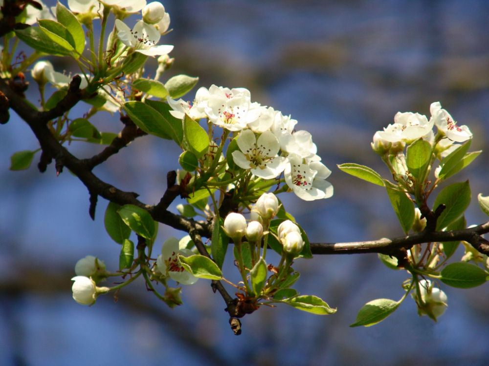 BirnenBlüten