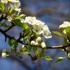 BirnenBlüten