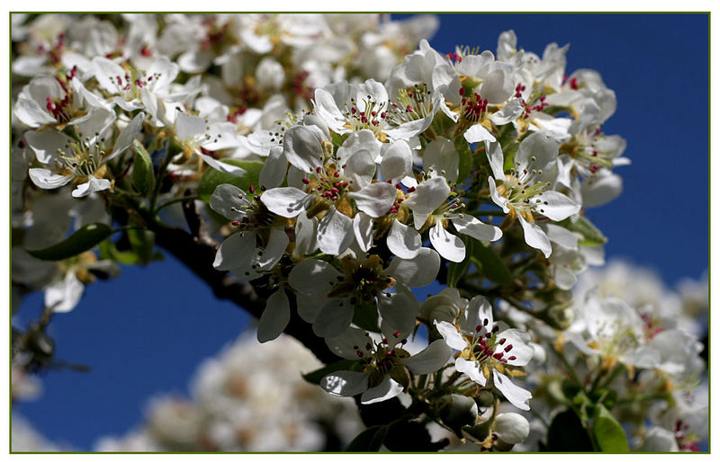 Birnenblüten