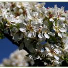 Birnenblüten