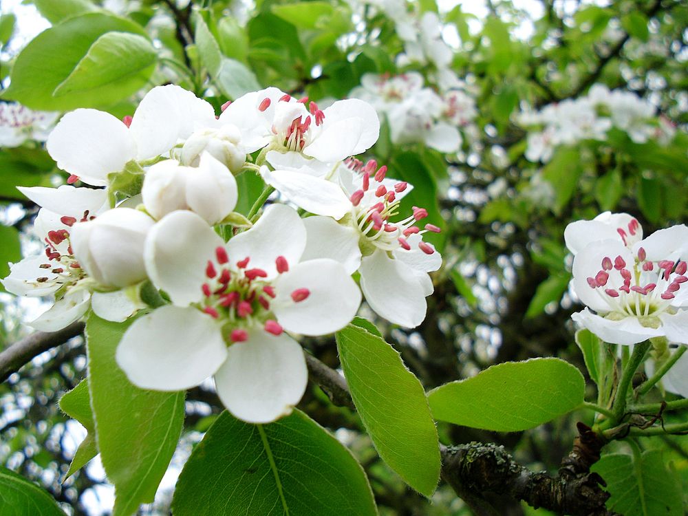 Birnenblüten