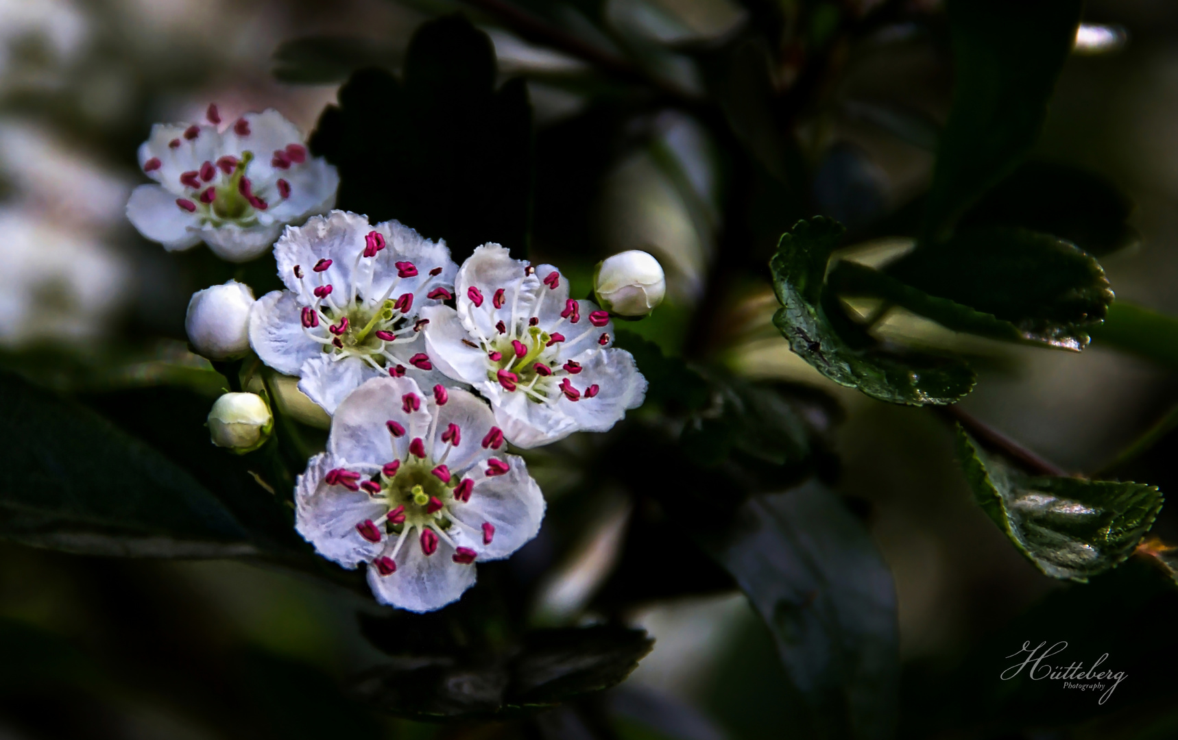 Birnenblüten 