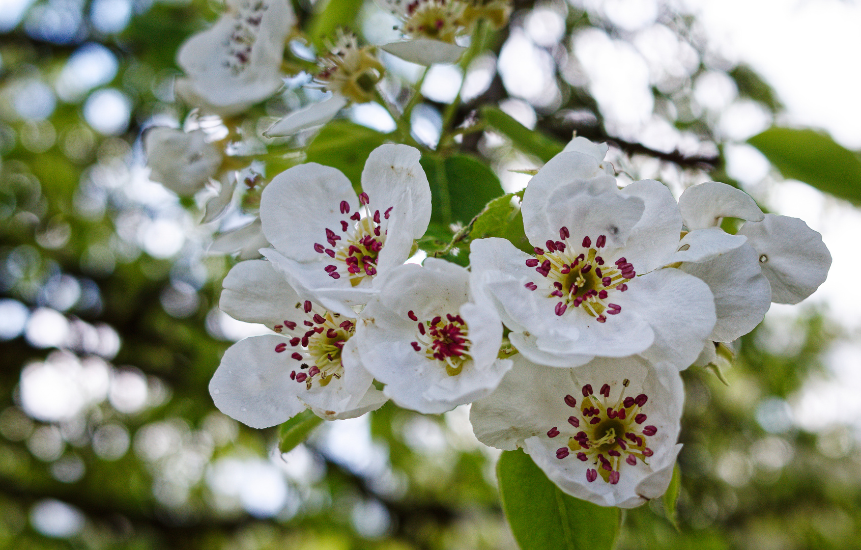 Birnenblüten