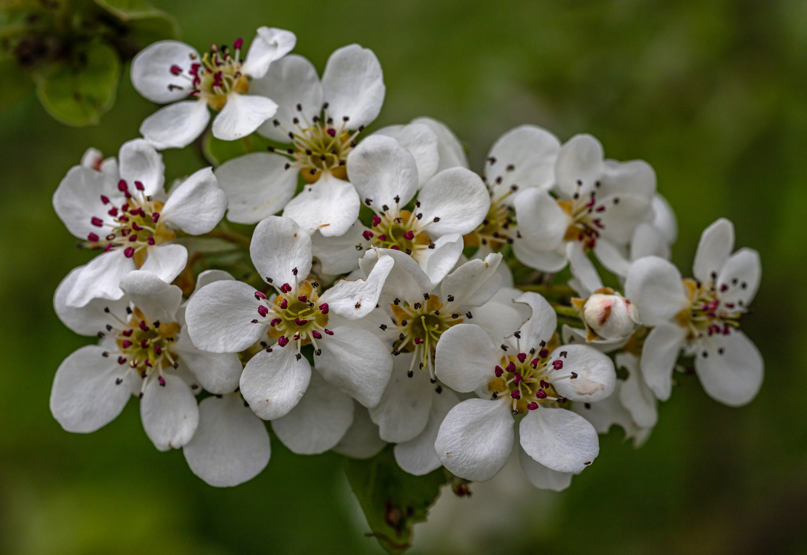 Birnenblüten