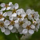 Birnenblüten