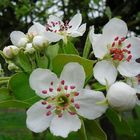 Birnenblüten.