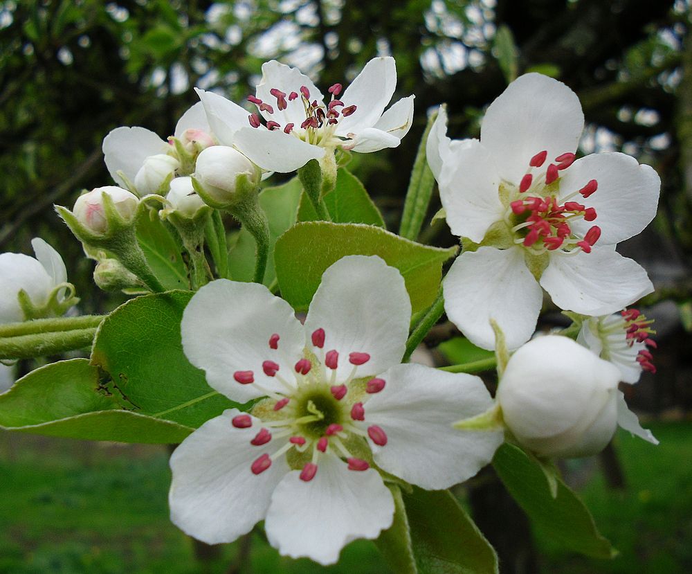 Birnenblüten.