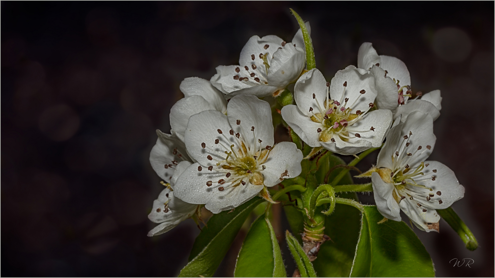 Birnenblüten