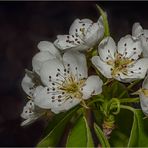 Birnenblüten