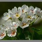 Birnenblüten