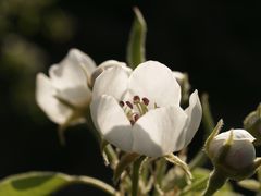 Birnenblüten