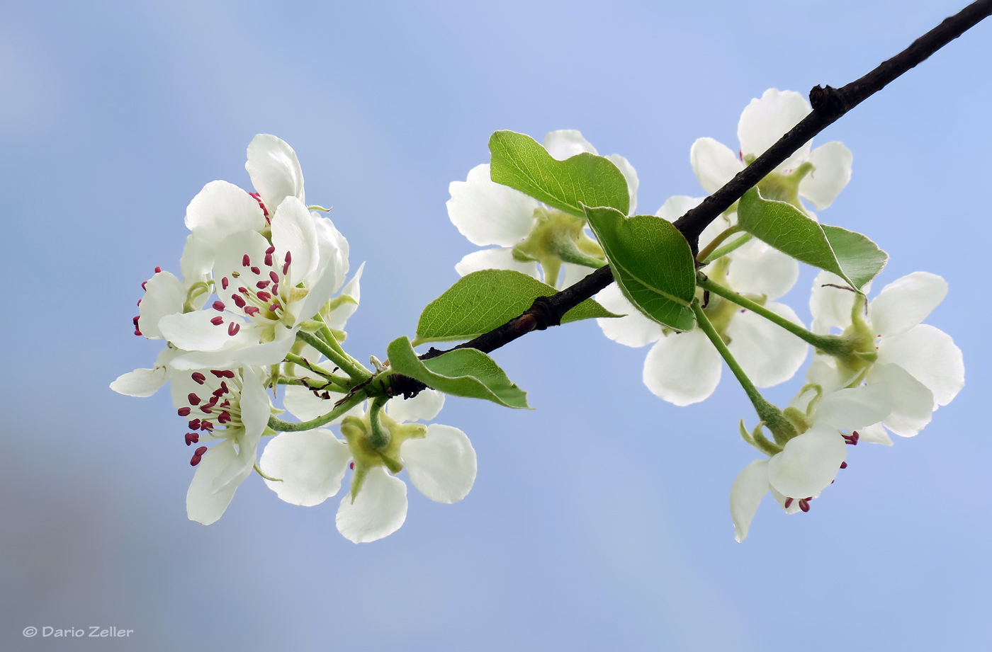 Birnenblüten