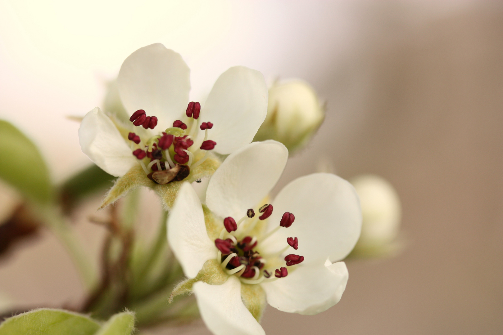 Birnenblüten