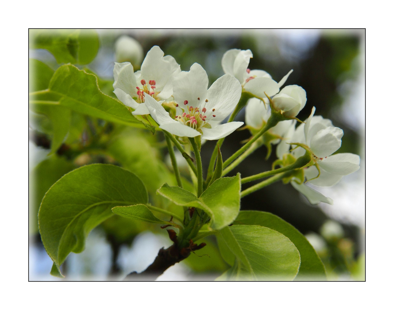 Birnenblüten