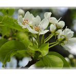 Birnenblüten