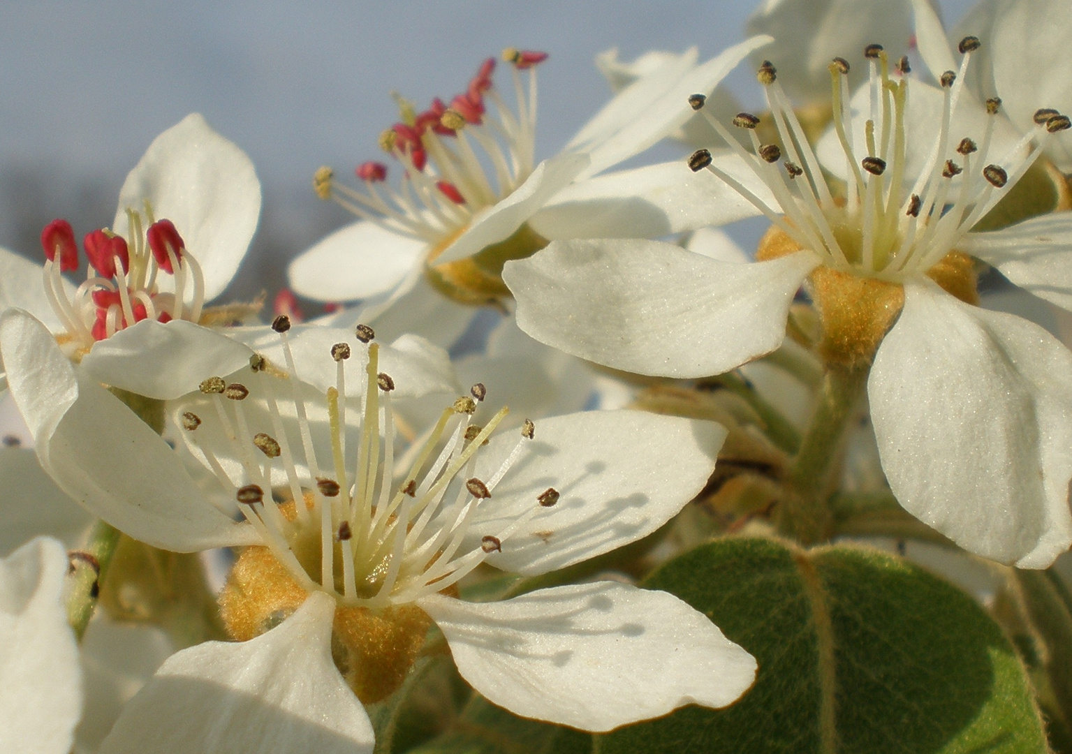 Birnenblüten