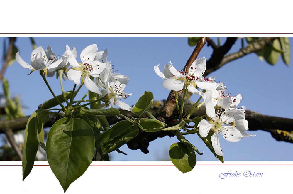 Birnenblüten