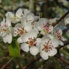 Birnenblüten