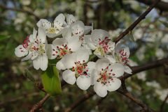 Birnenblüten