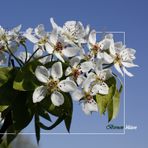 Birnenblüten