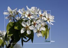 Birnenblüten