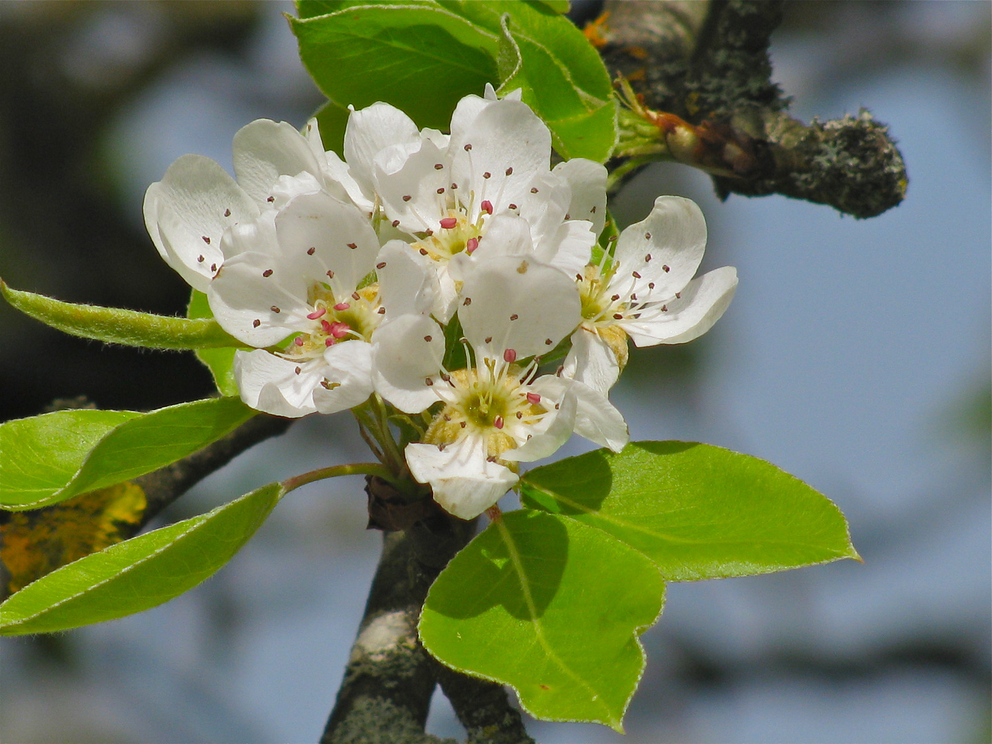 ..Birnenblüten !!!..