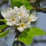 ..Birnenblüten !!!..