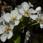 BirnenBlüten