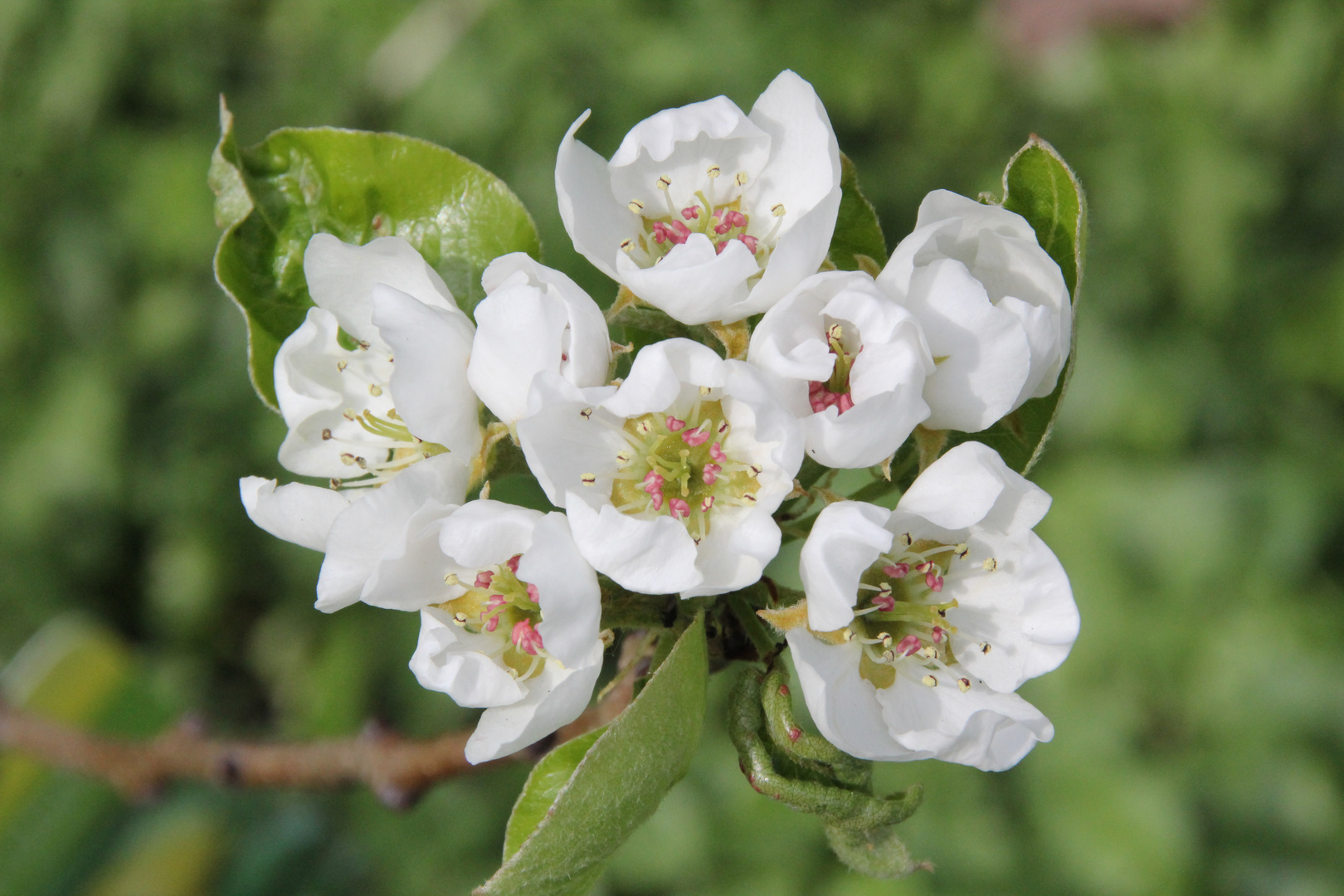 Birnenblüten