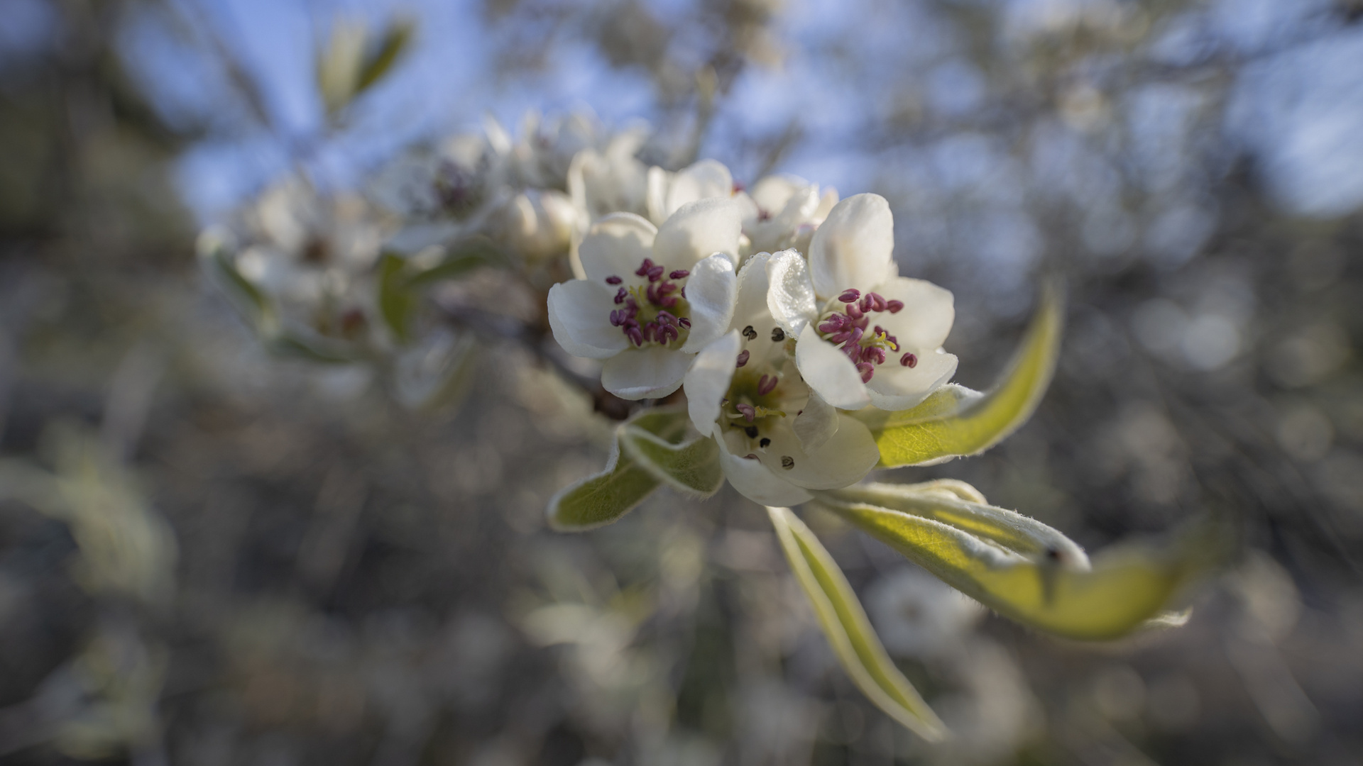 Birnenblüten am morgen I